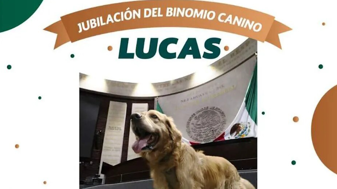 Se jubila Lucas, canino encargado de rastrear explosivos en Cámara de Diputados