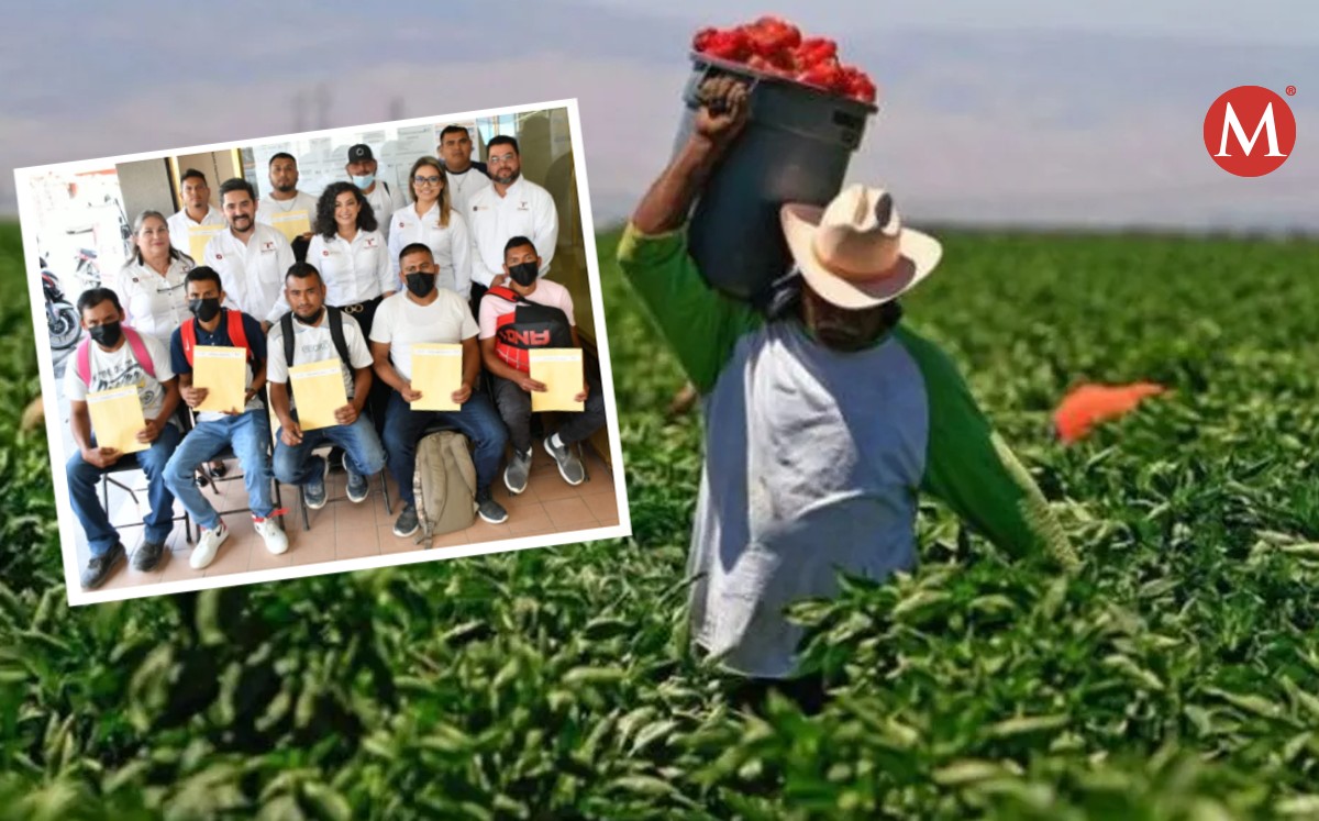 Trabajadores de Tamaulipas se van a cosecha de tomate