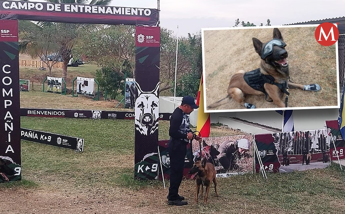 Junior perro policía; se capacita en diplomado táctico k9 en Veracruz