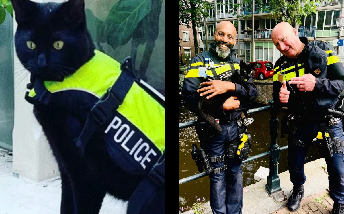 Nimis, el gato policía de Amsterdam | ESPECIAL