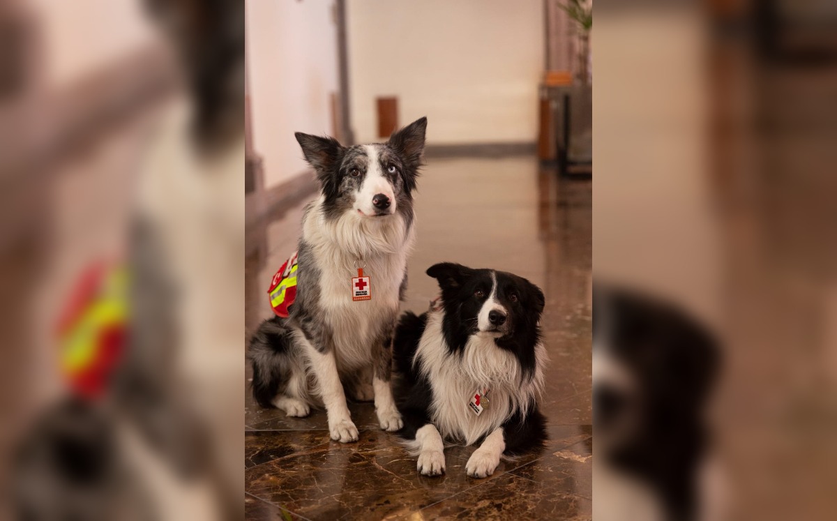 Perritos rescatistas en Querétaro. (Especial)