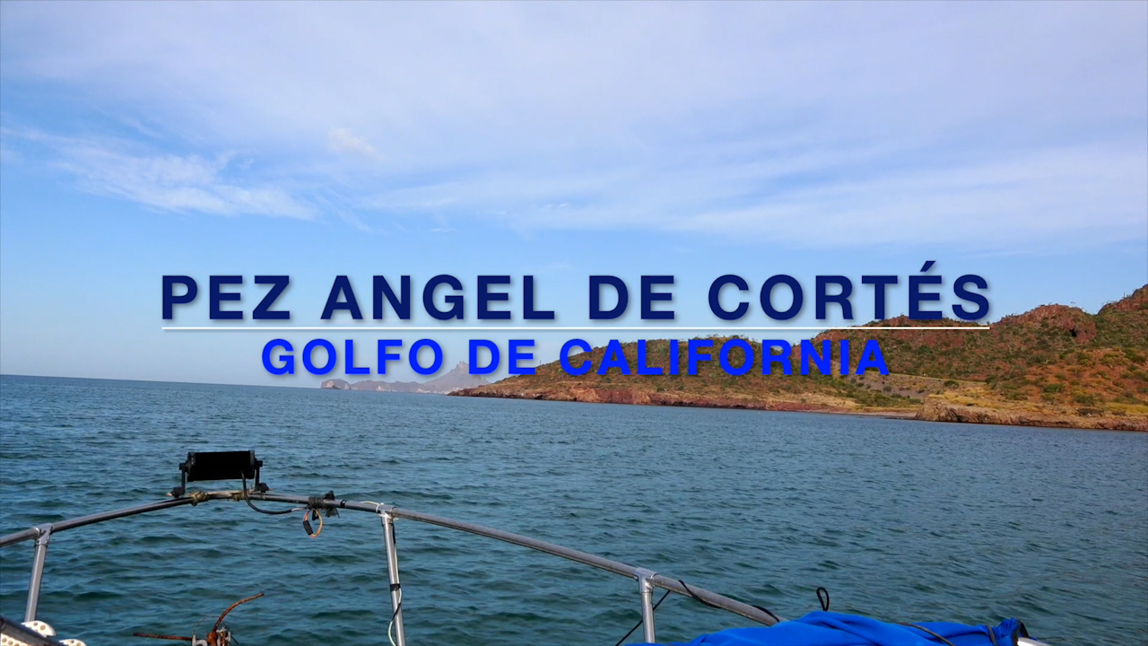 Pez Ángel de Cortés, golfo de California | Conexión Milenio