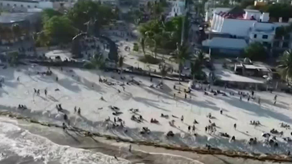 Inicia antes de lo previsto la temporada de sargazo en Quintana Roo | Milenio Hábitat