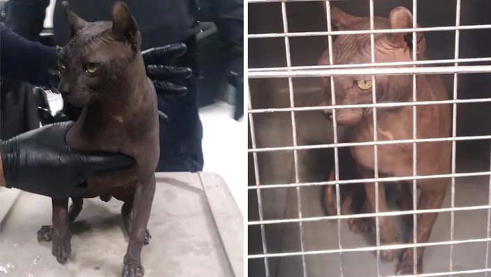 Adoptan a gato asegurado en Cereso de Ciudad Juárez; vivirá en Texas