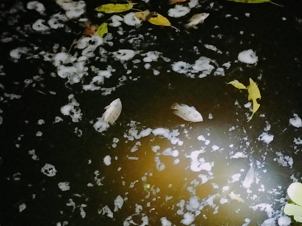 El olor de los peces muertos y los desechos contaminantes es insoportable. | Especial