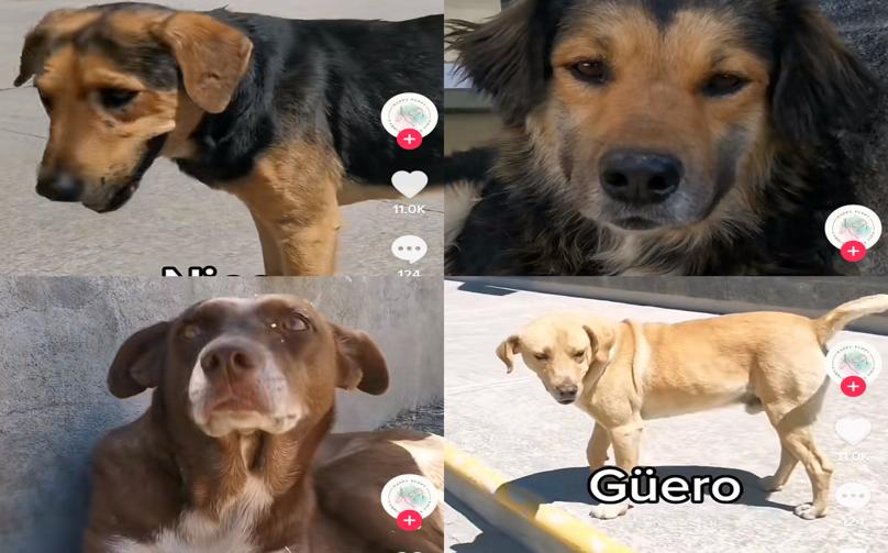Perritos en ICEA. (Captura)