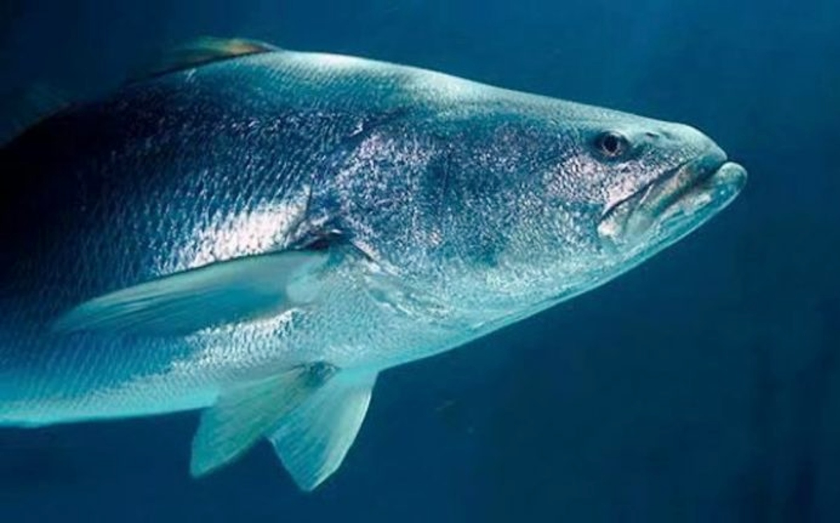 El Plan de Acción busca combatir al tráfico ilícito de totoaba (Especial)