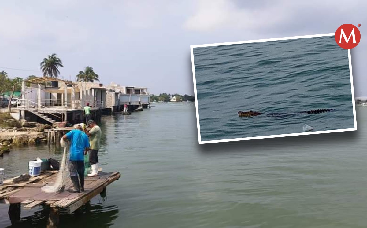 Reportan presencia de un cocodrilo en el río Pánuco junto a pescadores