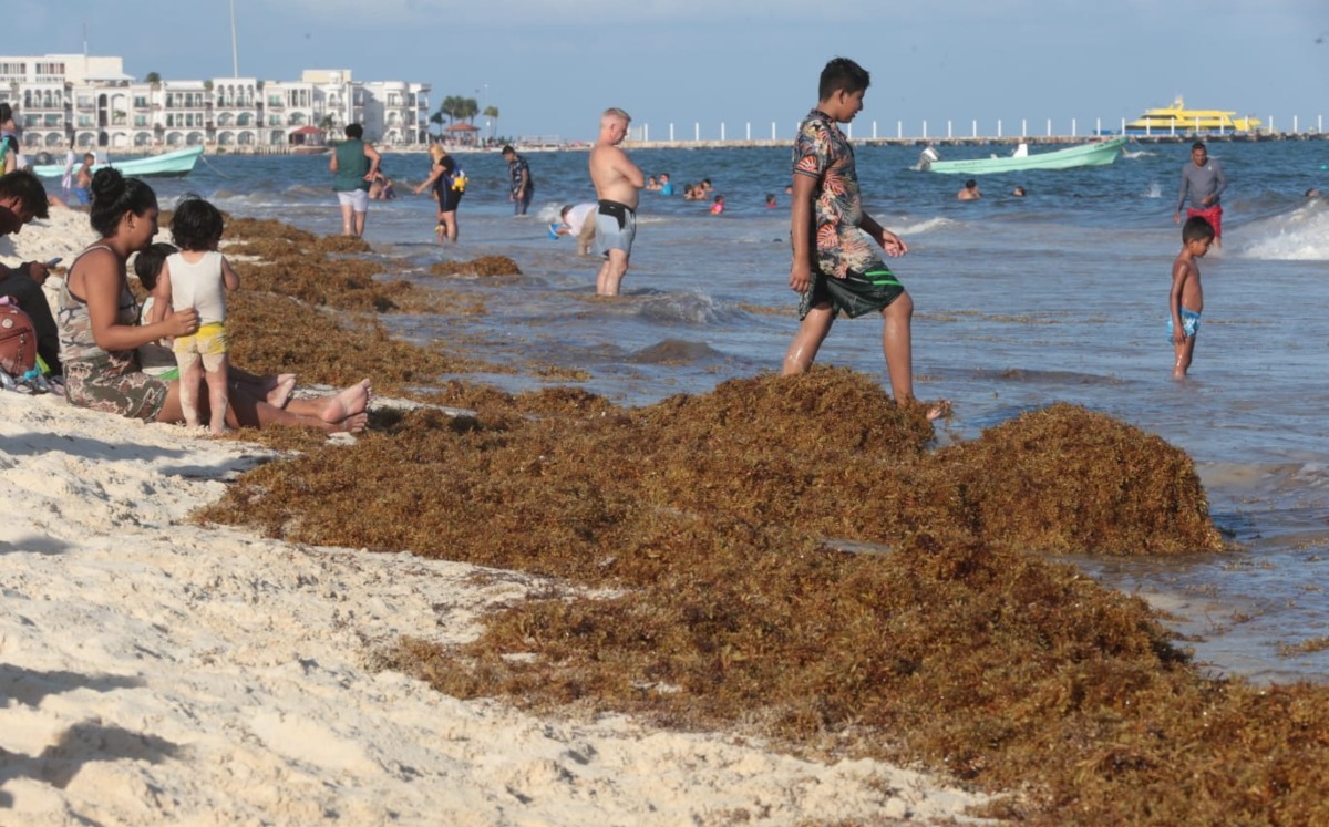 Abundancia de sargazo en Mar Caribe es resultado de la variabilidad climática | Jesús Quintanar