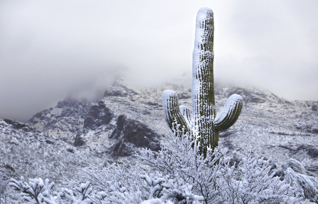 Cactus quedaron llenos de nieve. (AP)