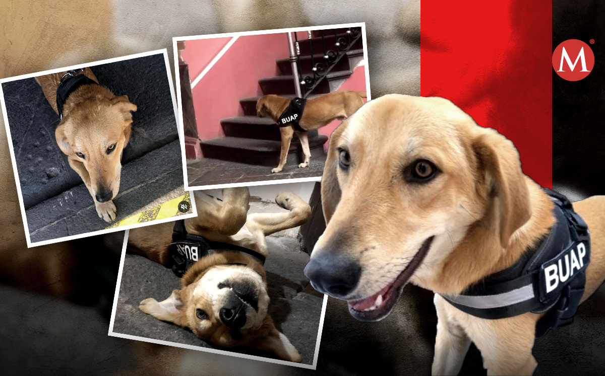 Carolino, perrito de la BUAP | Especial/ Diseño Milenio