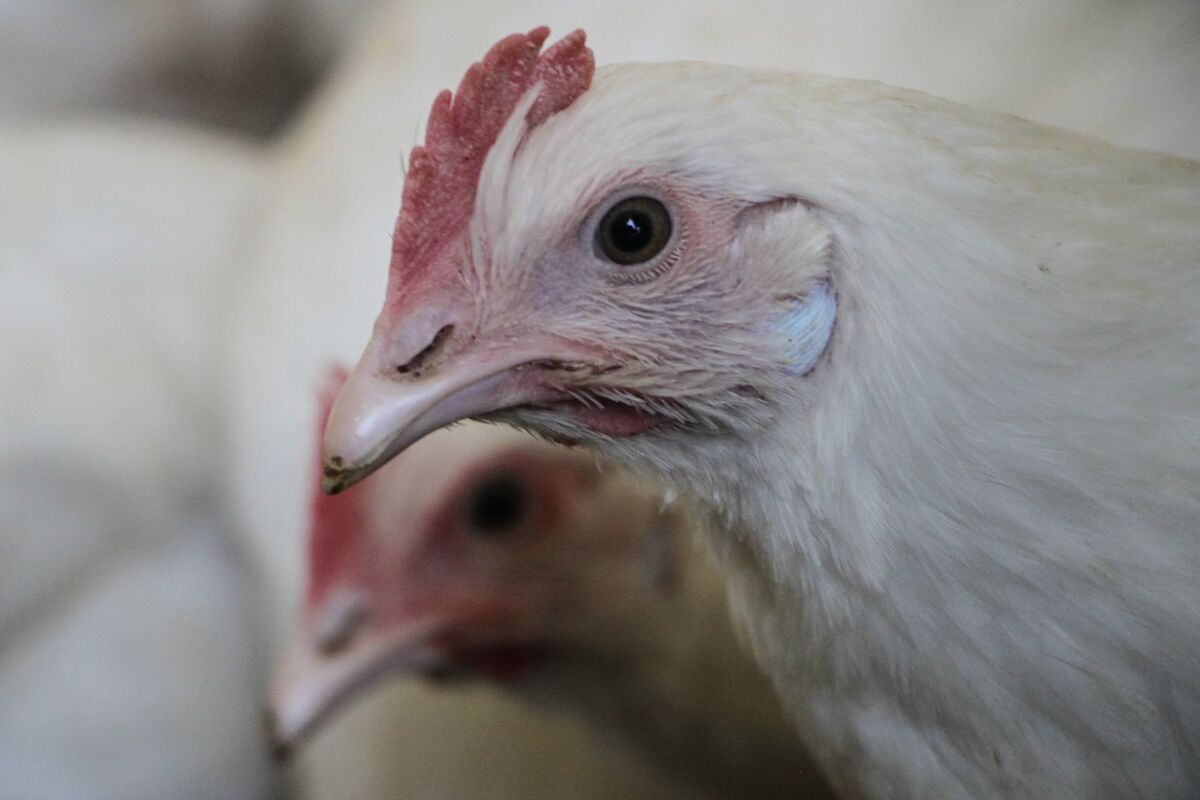 Cientos de gallinas están infectadas. (Cuartoscuro)