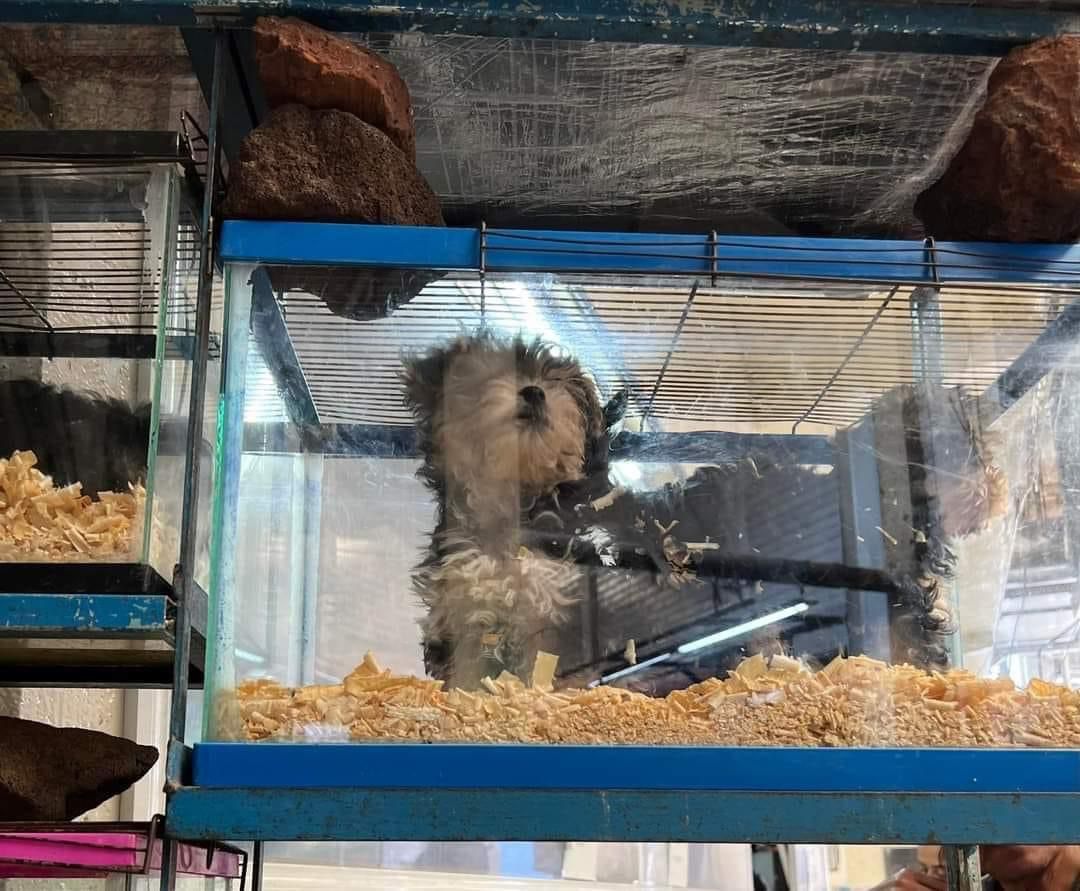 Perro en pecera con aserrín en veterinaria de Texcoco (Especial)