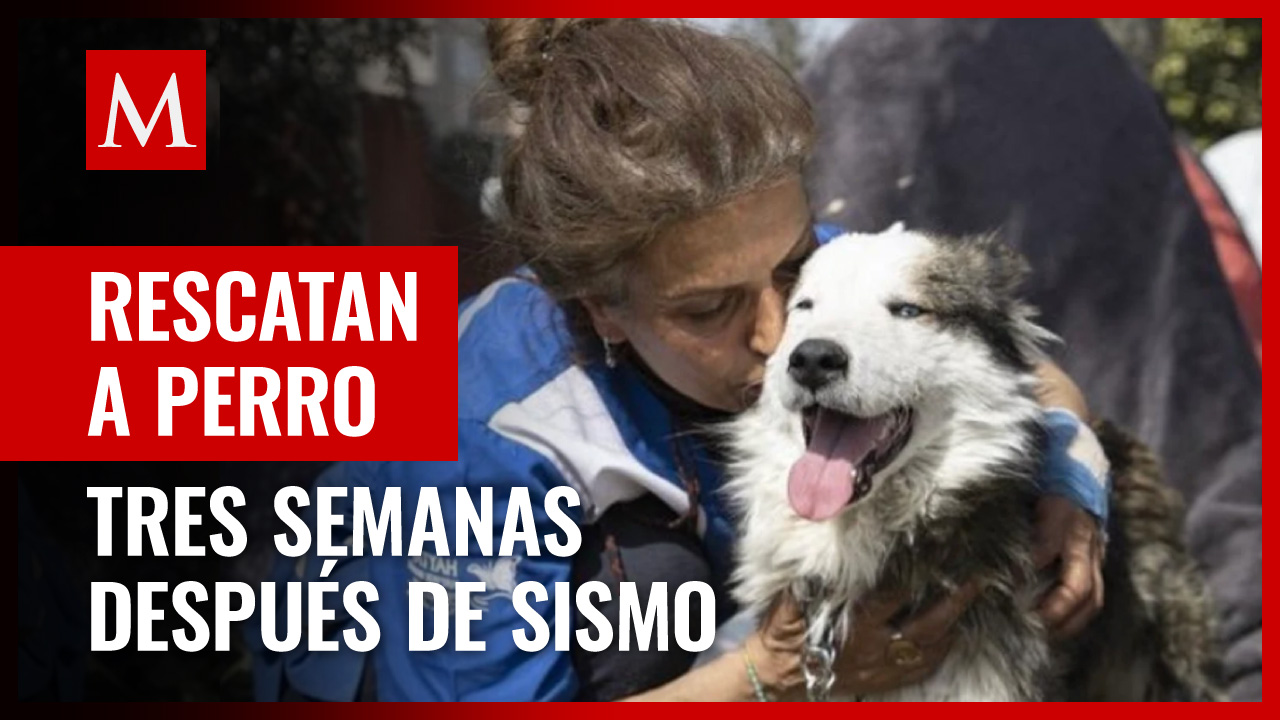Rescatan a perro en Turquía tres semanas después de terremoto: “cada criatura viviente nos importa”