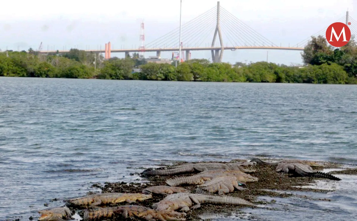 Temporada de apareamiento cocodrilos en Tampico, huevos e incubación