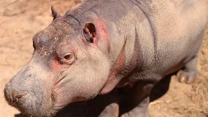Santuario Ostok de Culiacán se alista para recibir a 10 hipopótamos de Pablo Escobar