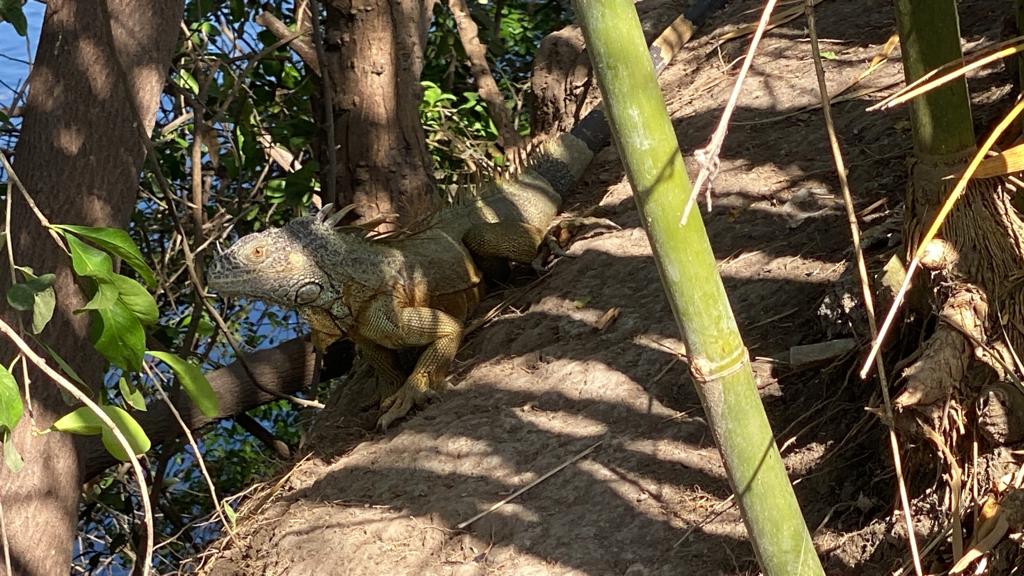 Buscan crear santuario de iguanas.