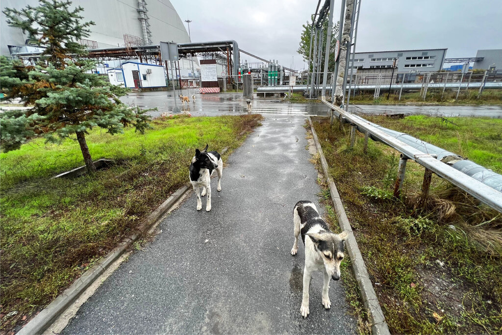Foto tomada por Timothy Mousseau muestra perros en la zona de Chernobyl, Ucrania. (AP)