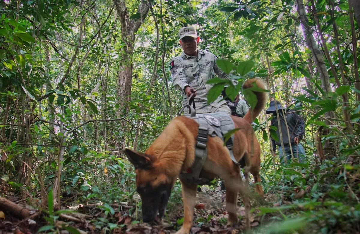 Apoyo canino en la búsqueda de personas desaparecidas en Quintana Roo | Pablo Vázquez