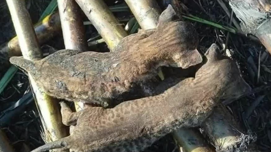 Encuentran tres tigrillos sin vida en Cañaverales de Tlacotalpan, Veracruz