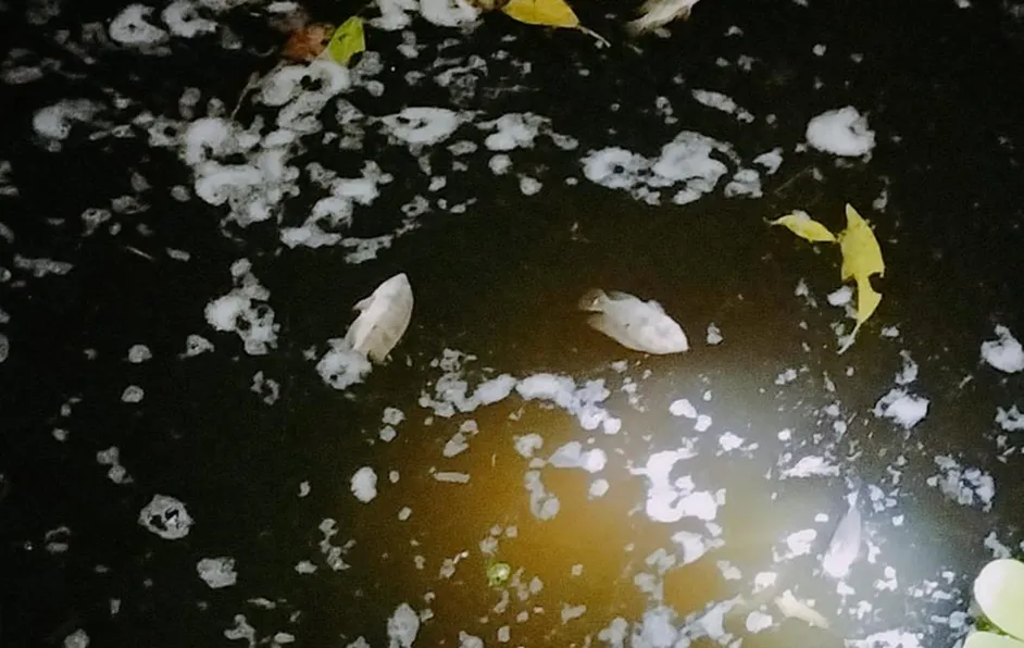 Especialistas estudian origen de la contaminación que está matando cientos de peces en San Rafael
