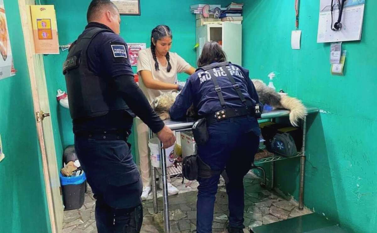 Perrito atropellado es abandonado en San Pedro; policías lo rescatan y trasladan al veterinario | Archivo