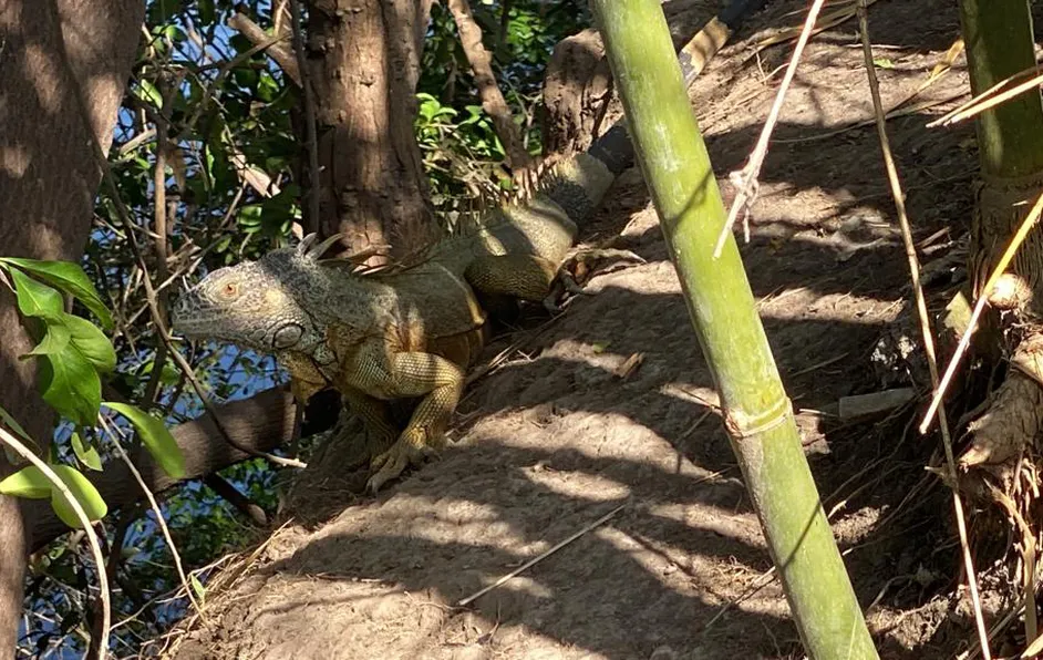 En Veracruz, comerciante busca crear santuario para iguanas verdes