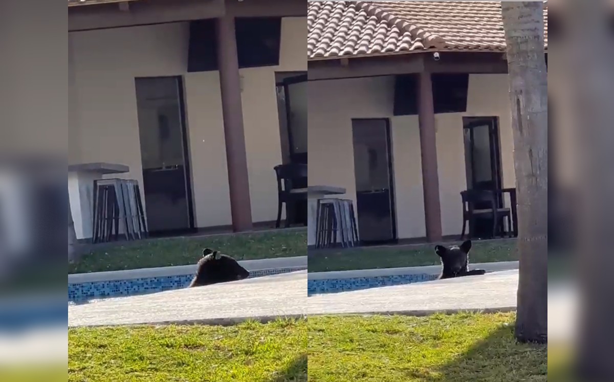 Captan a oso en alberca de Monterrey. Especial