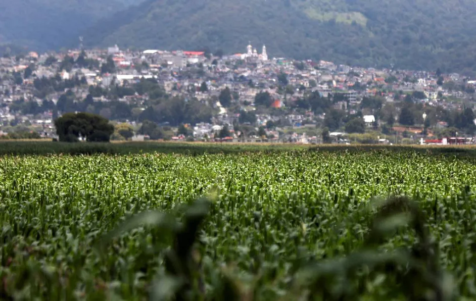 EU anuncia consultas del T-MEC con México tras restricciones al maíz transgénico