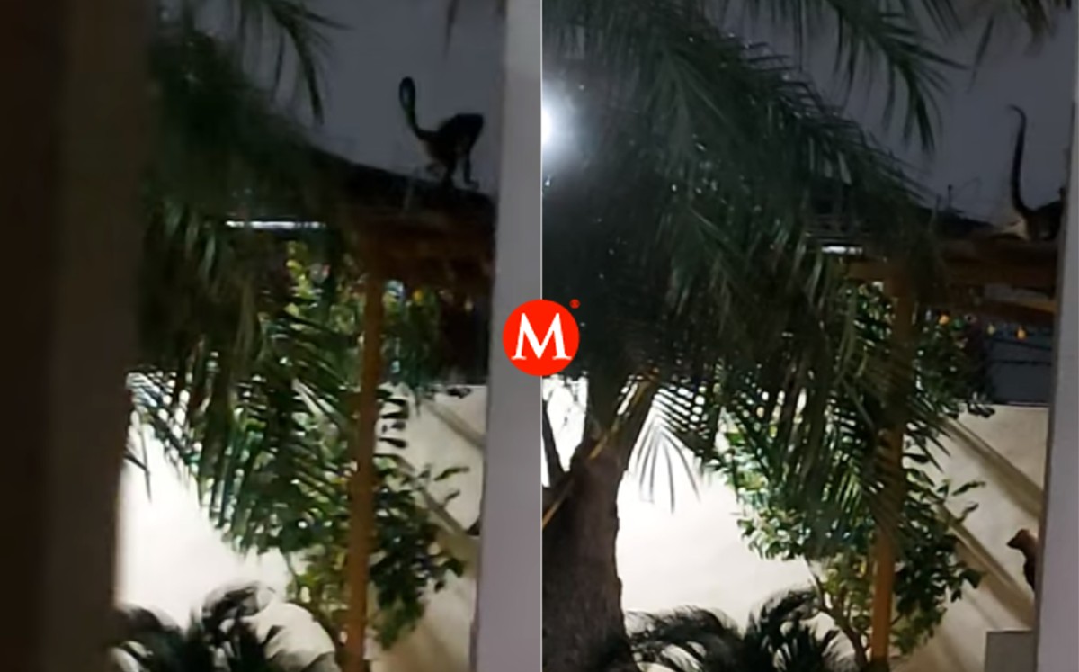 Mono araña rescatado en Reynosa, Tamaulipas.