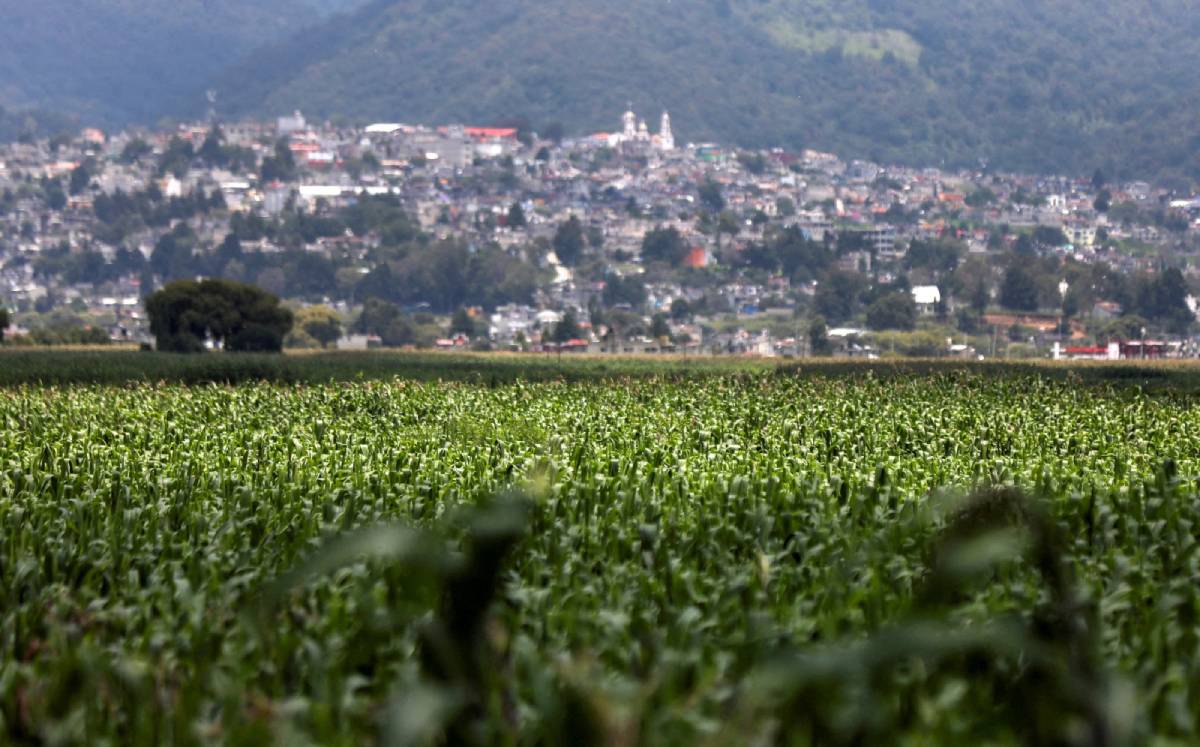 Plantas de maíz en campo en el barrio La Constitución Totoltepec, en Toluca, México. Agosto de 2022. Foto: (Reuters)