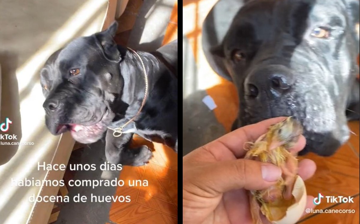 La perrita y el pollito se hicieron amigos | ESPECIAL