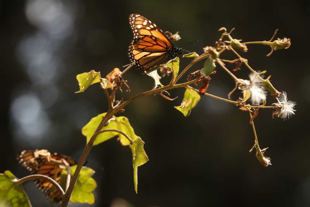 El santuario de las mariposas monarcas está en Michoacán. | Araceli López