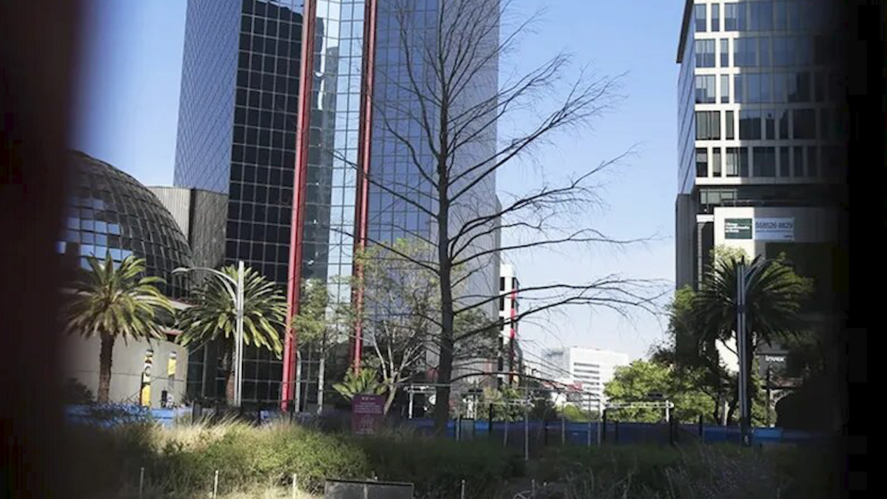 CdMx retirará ahuehuete en glorieta de Reforma; lo sustituirá con ejemplar "hermano"