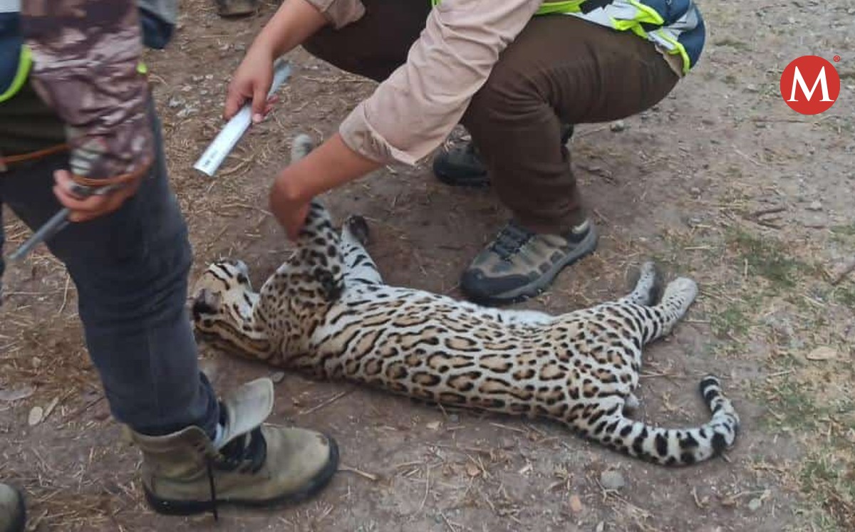 Jaguar es atropellado y muere en carretera de Tampico Alto, Veracruz