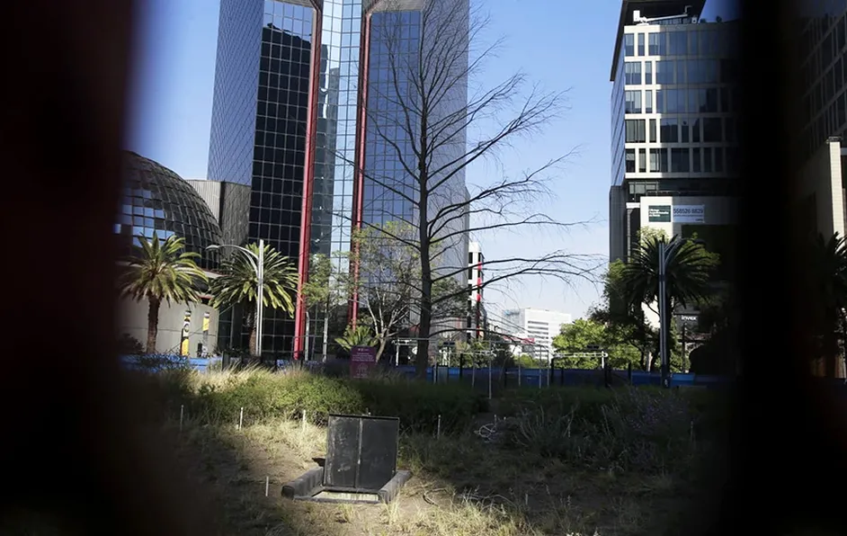 Reubican ahuehuete que se encuentra sobre Paseo de la Reforma