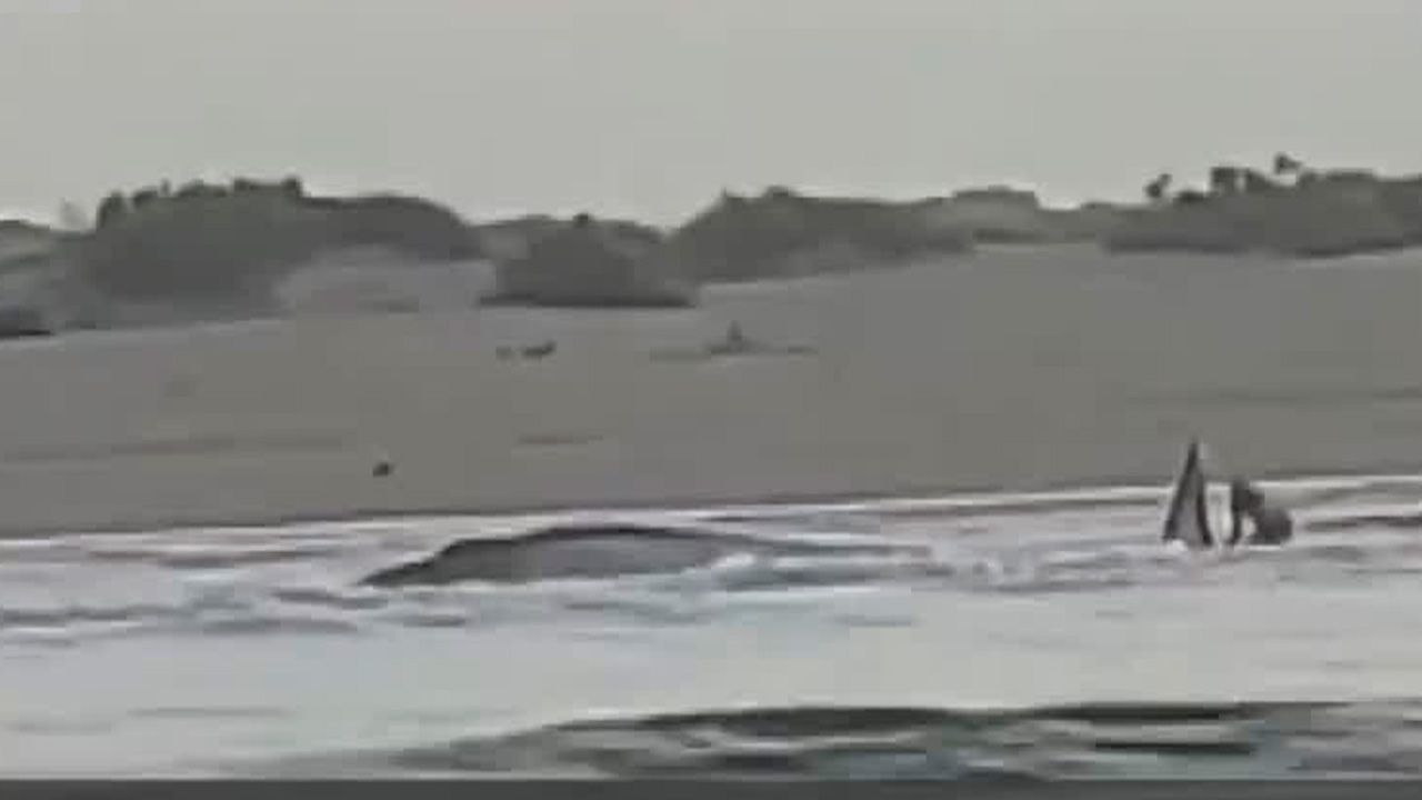 Pescadores de Guasave, Sinaloa, rescataron una ballena varada en las aguas del Golfo de California