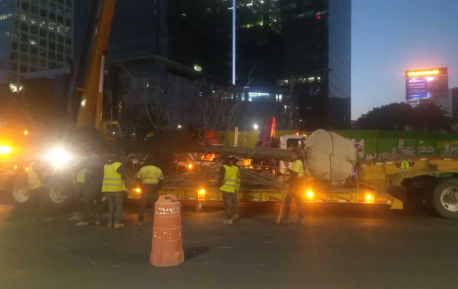 Ahuehuete de Reforma es retirado en tan sólo 30 minutos; será sustituido