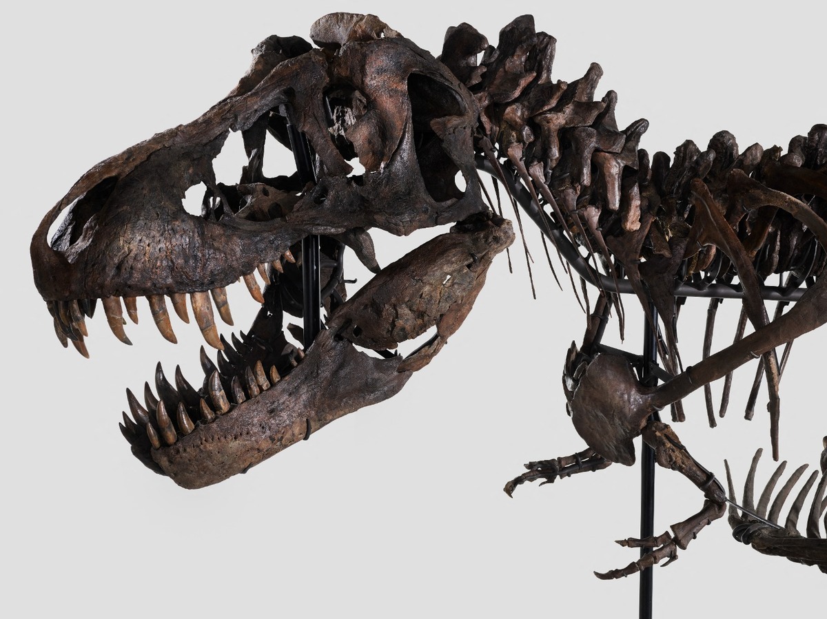 Casa de subastas suiza subastará esqueleto completo de Tiranosaurio rex. (AFP)