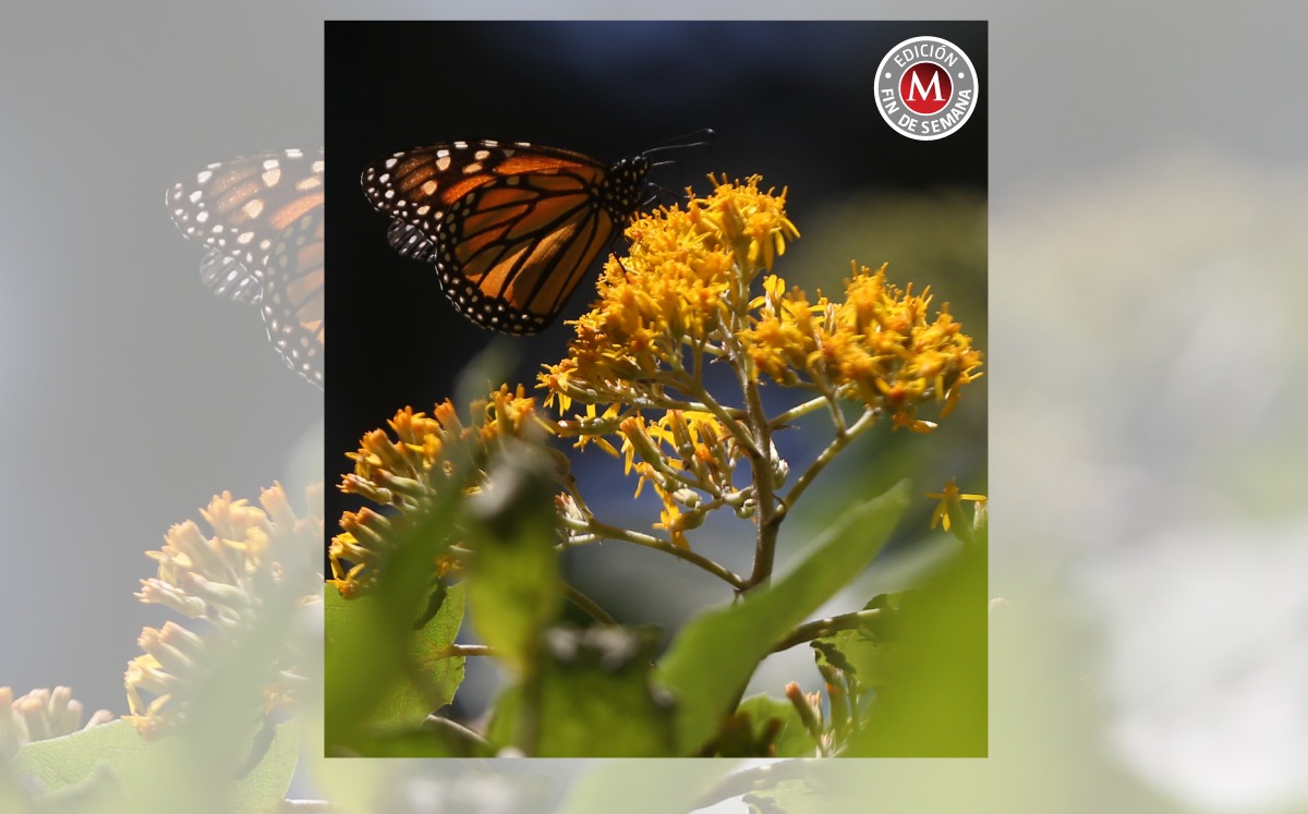 Mariposas monarca (Especial).