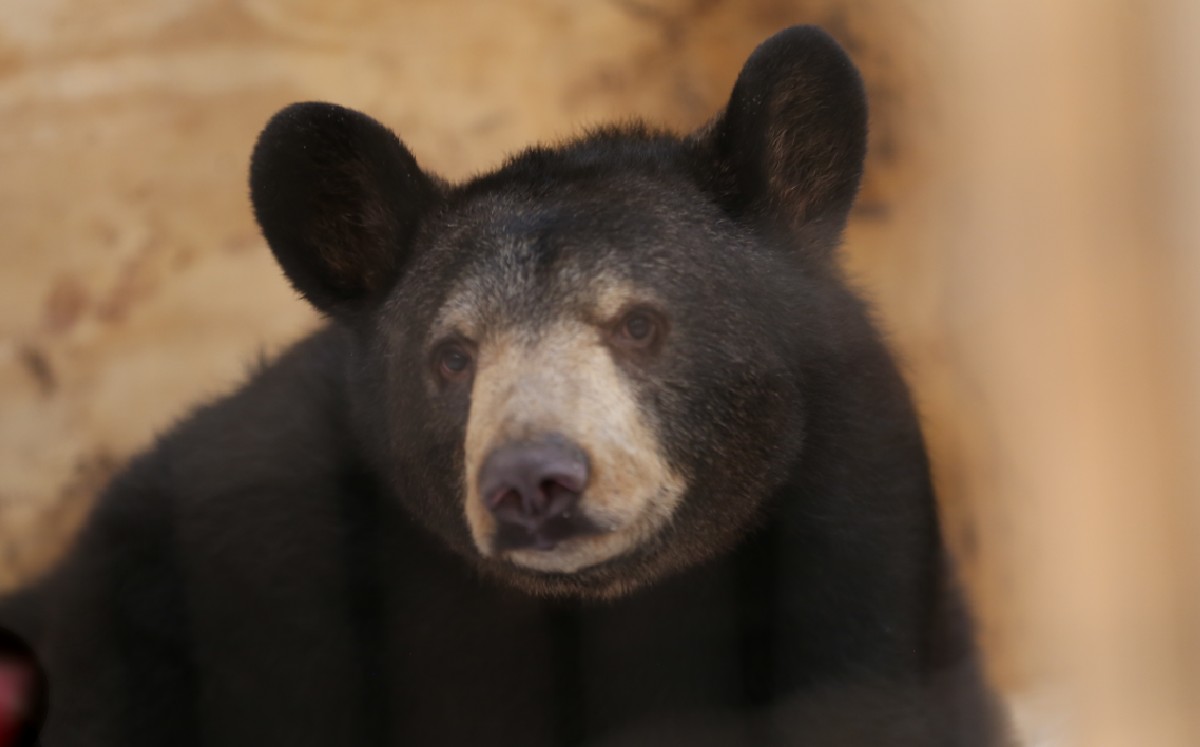 Oso Ursus se recupera tras ser baleado en Santiago, Nuevo León |  Especial