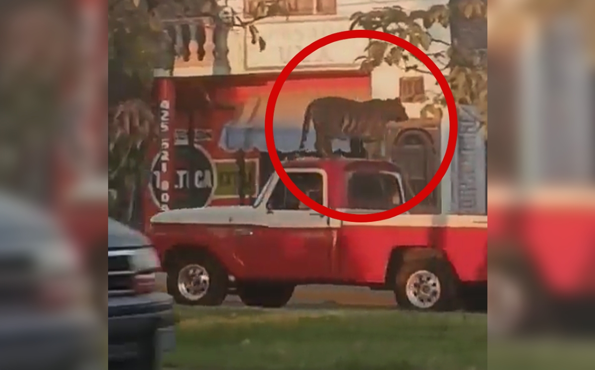 El tigre viajó sobre el techo de la camioneta en Parácuaro. | Especial