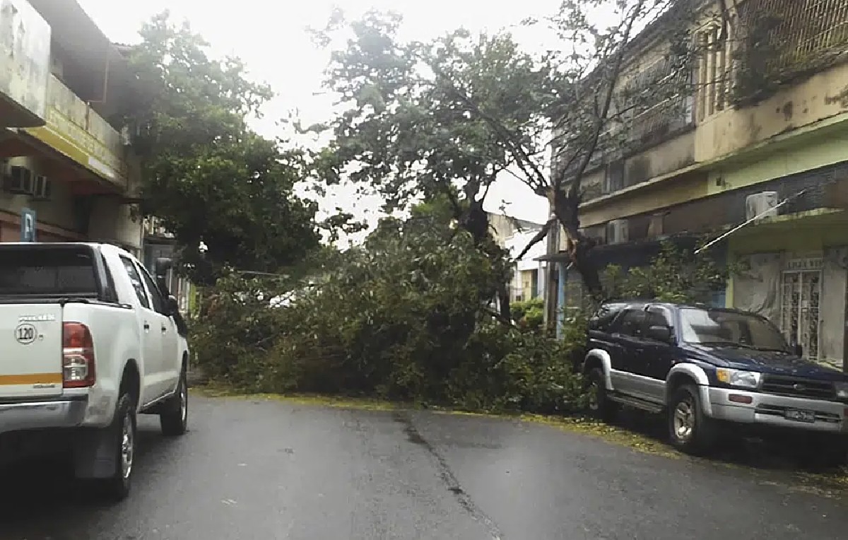 Árboles derrumbados sobre una calle en Quelimane, Mozambique (AP)