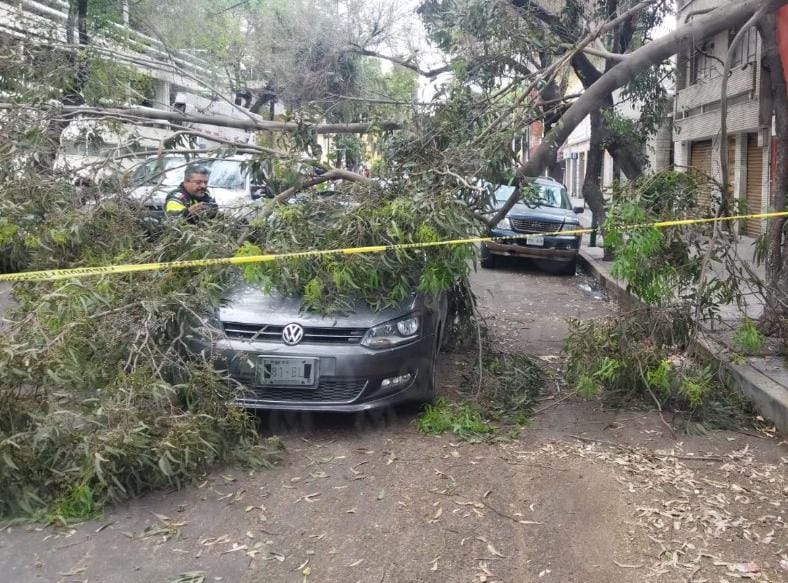 El árbol cayó sobre un vehículo en la CdMx. (Jorge Becerril)