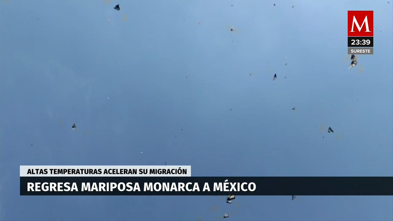 Calor impacta santuarios de mariposa monarca; inician regreso a EU