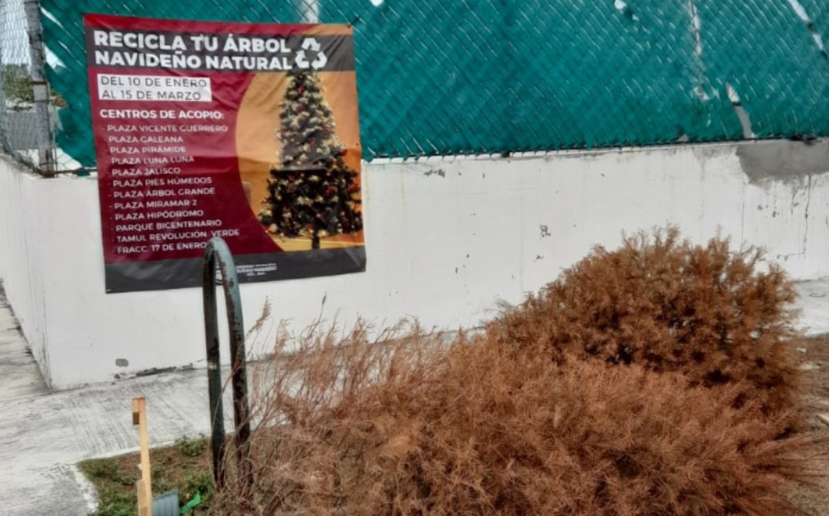 Centros de acopio de pinos de navidad en Ciudad Madero.