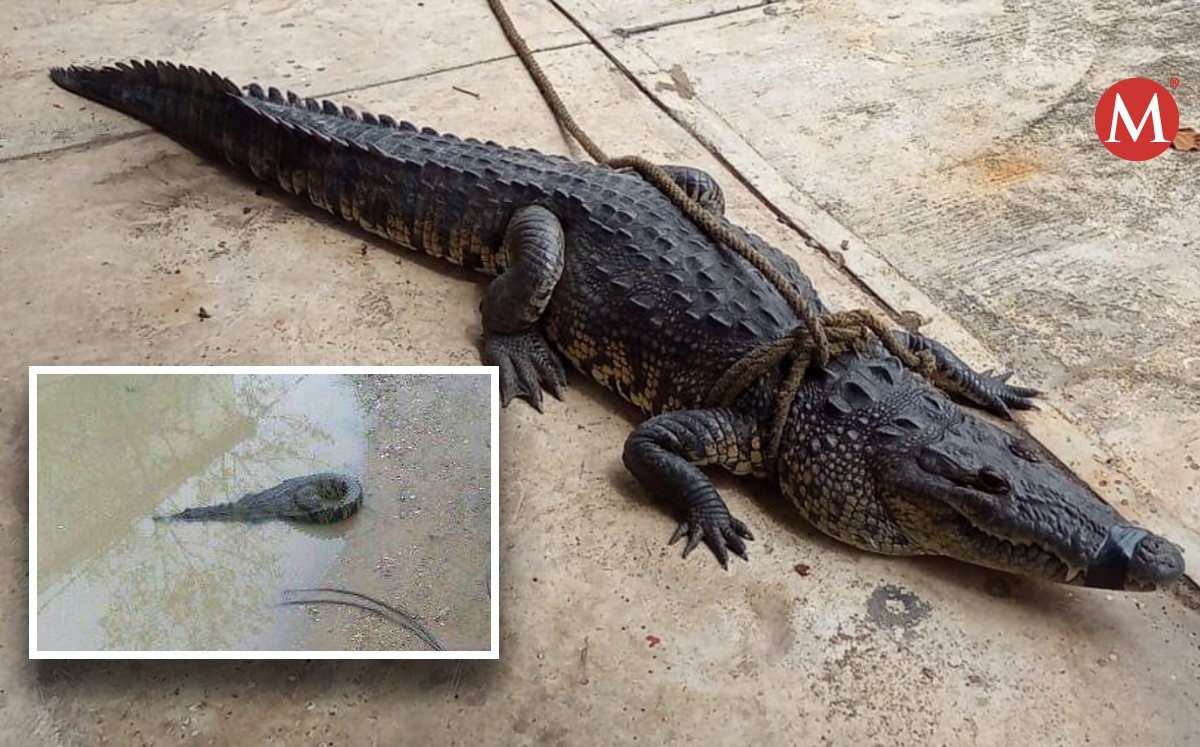 Capturan cocodrilos en colonias de Ciudad Madero