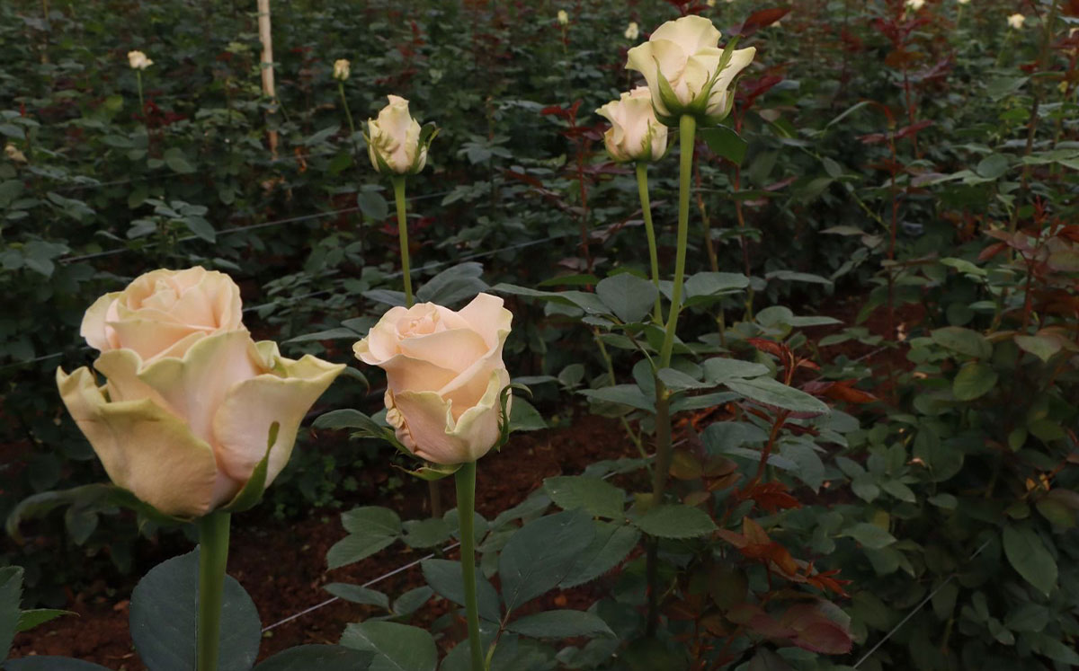 Edomex cuenta cuatro variedades de rosas y tres están en proceso | Especial