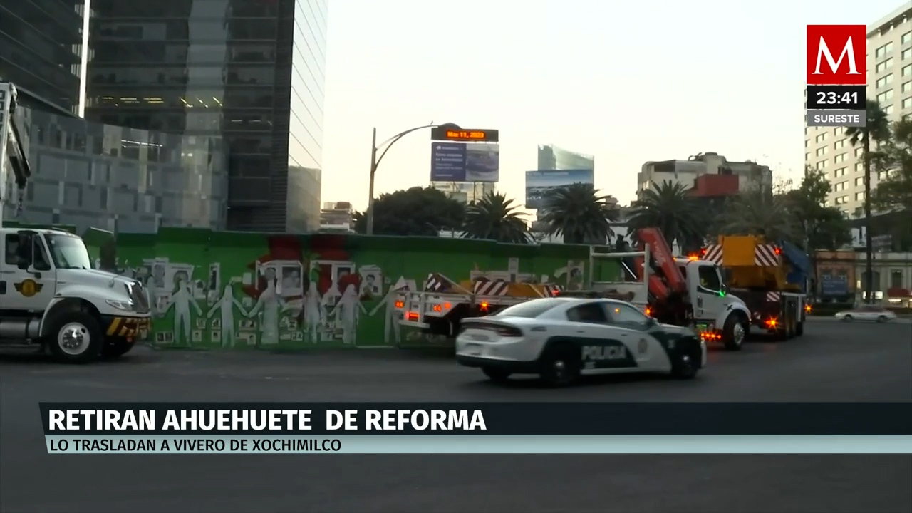 En 20 días o un mes se sabe si tiene éxito un trasplante: especialista sobre ahuehuete en CdMx