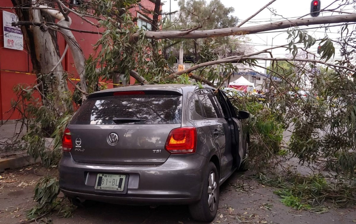 Protección Civil busca evitar caídas de árboles por viento. | Cuartoscuro